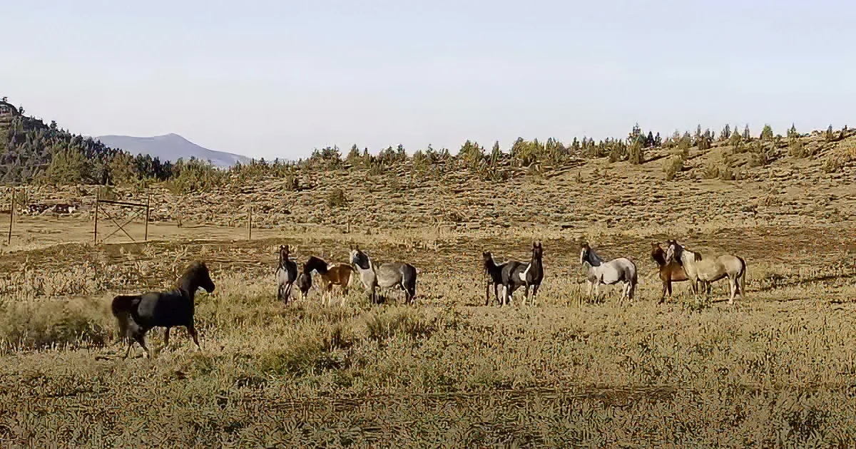 A herd of horses grazes in a dry, grassy field with hills and trees in the background.