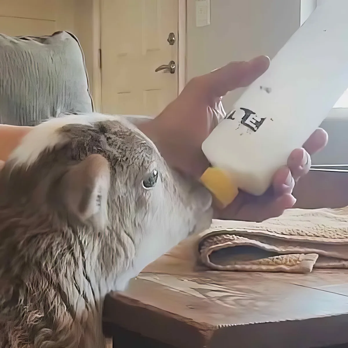 Little rescued lamb