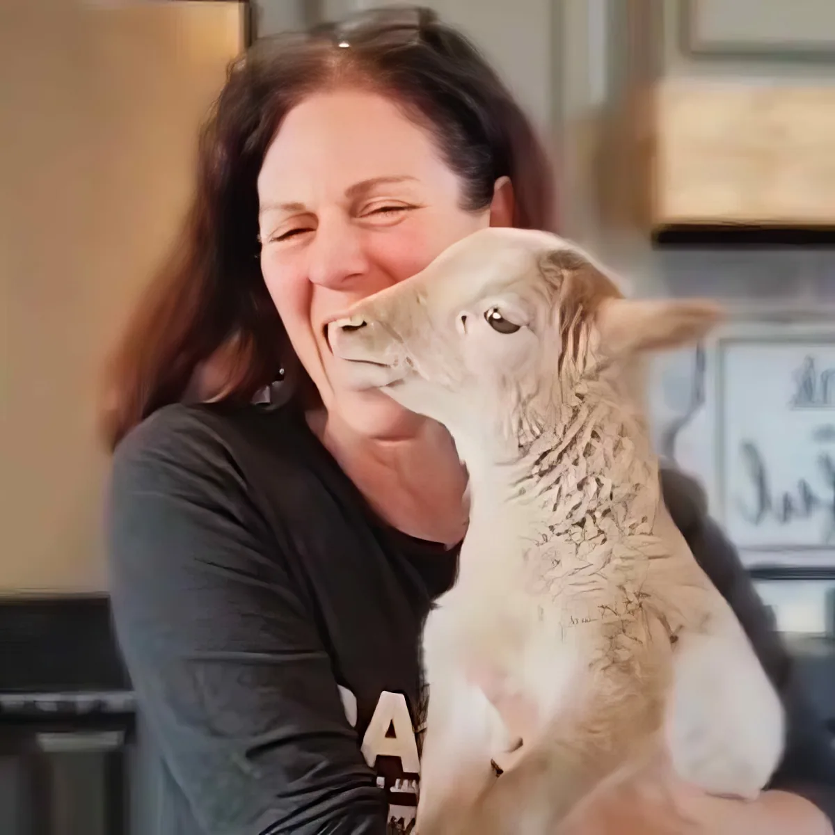 Little rescued lamb