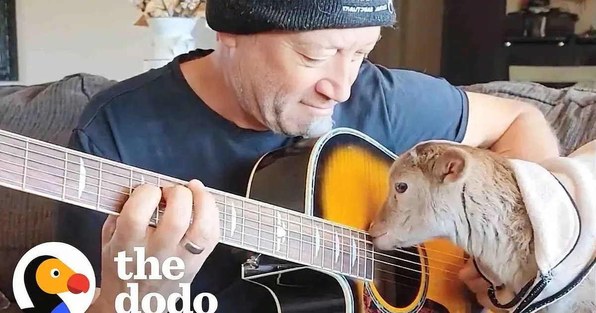 A man plays guitar while a baby goat snuggles beside him, both appearing relaxed and content.