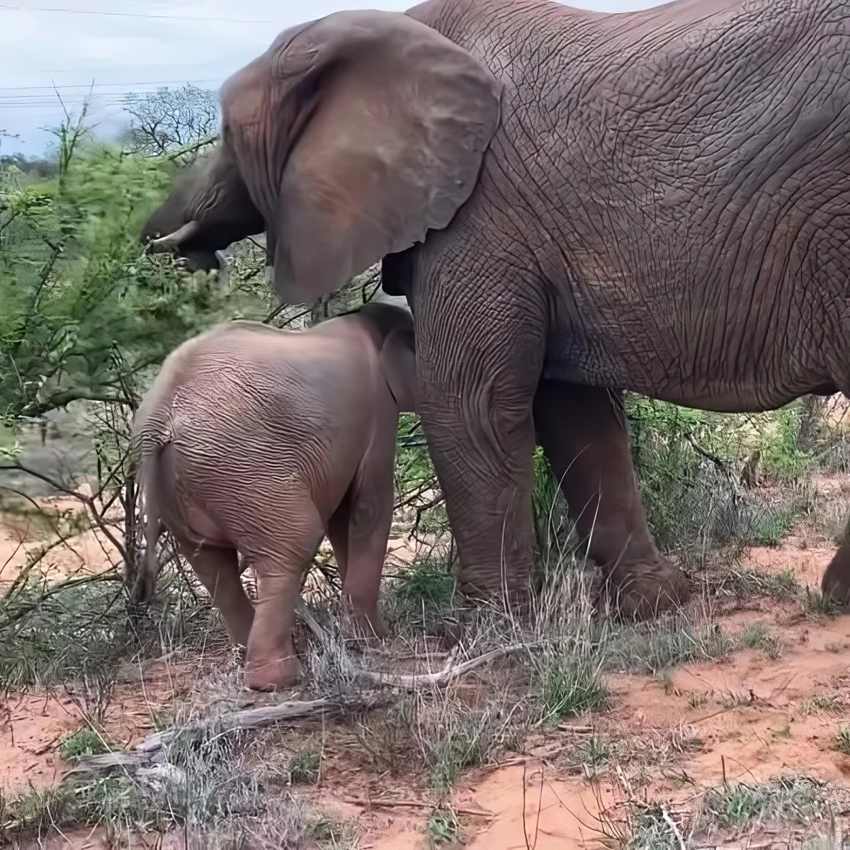 A baby elephant stands close to its mother in a natural setting with greenery and red soil.