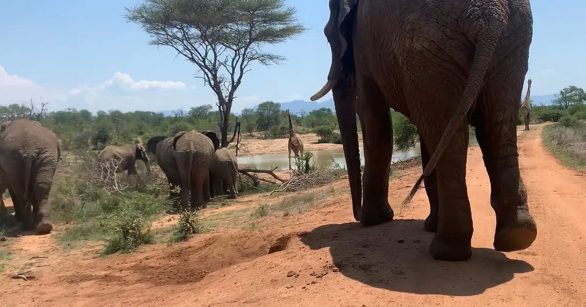 Elephants gather at a watering hole in a dry, tree-lined landscape under a blue sky.