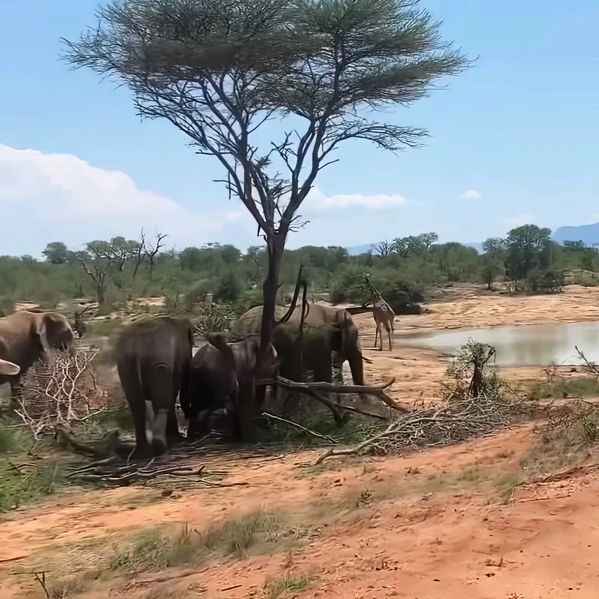 Giraffes and elephants
