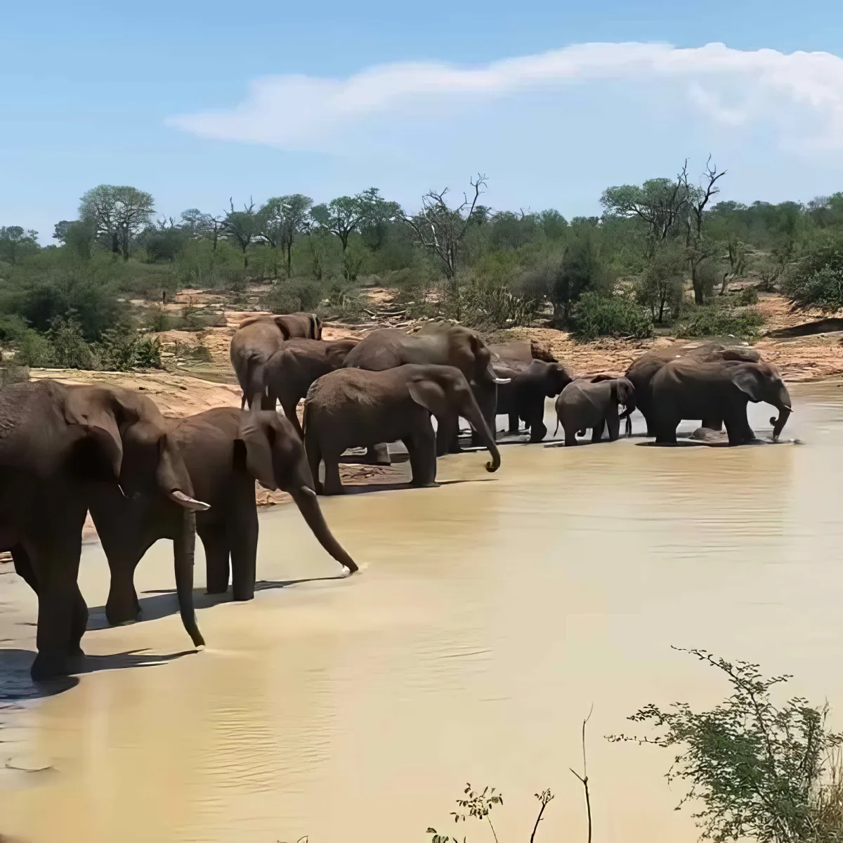 A herd of elephants stands in a muddy waterhole under a clear blue sky.