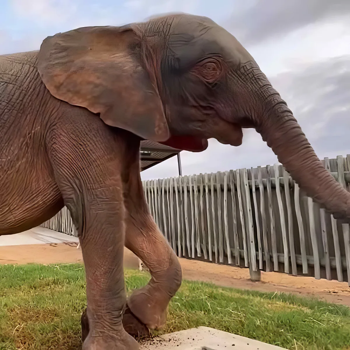 Baby elephant Khanyisa