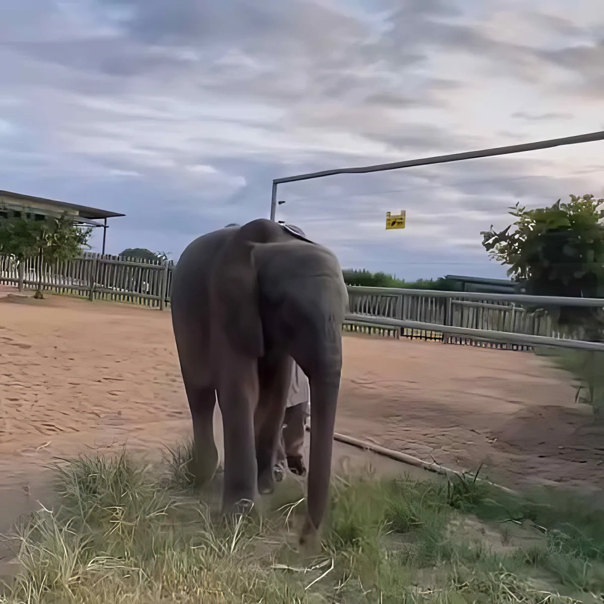 Baby elephant Khanyisa