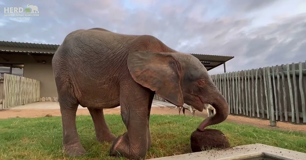Baby Elephant Enjoys Her Morning Milk Bottle Before Joining the Herd