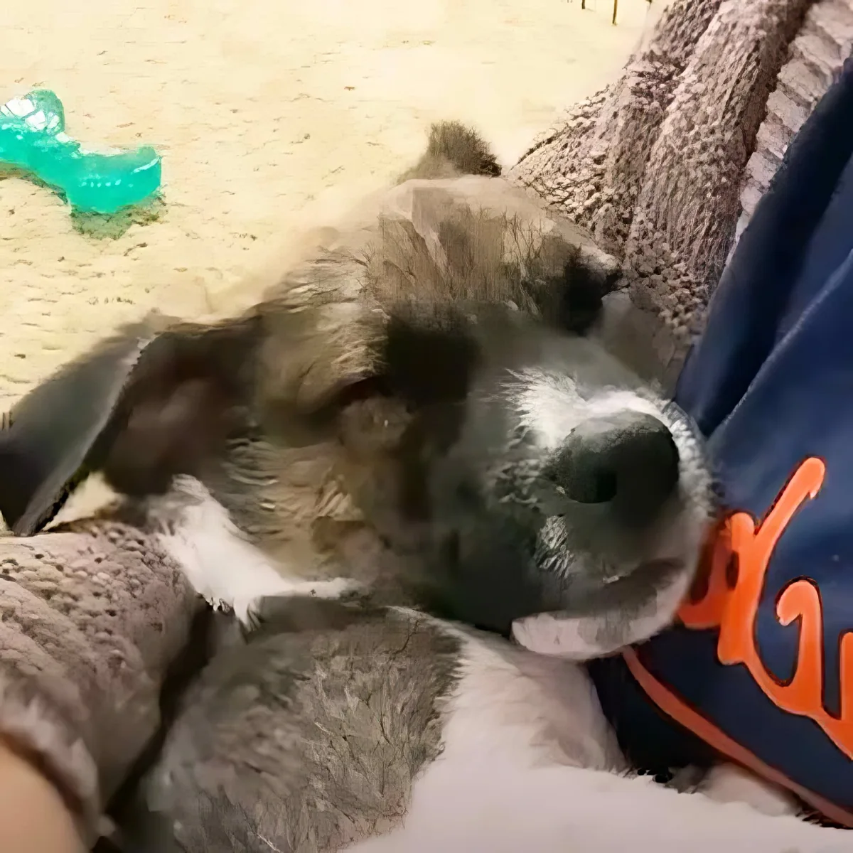 A cute, sleepy puppy with a black nose rests on a blanket, surrounded by toys.