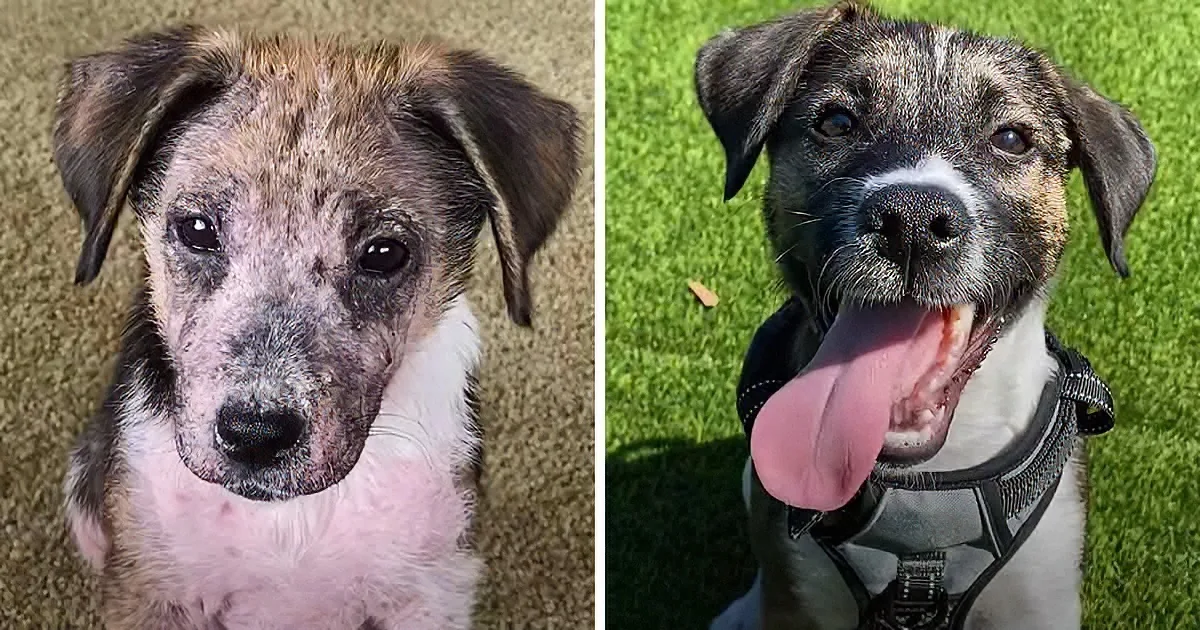 A dog's transformation from a sad, scruffy state to a happy, healthy one, showcasing its journey.