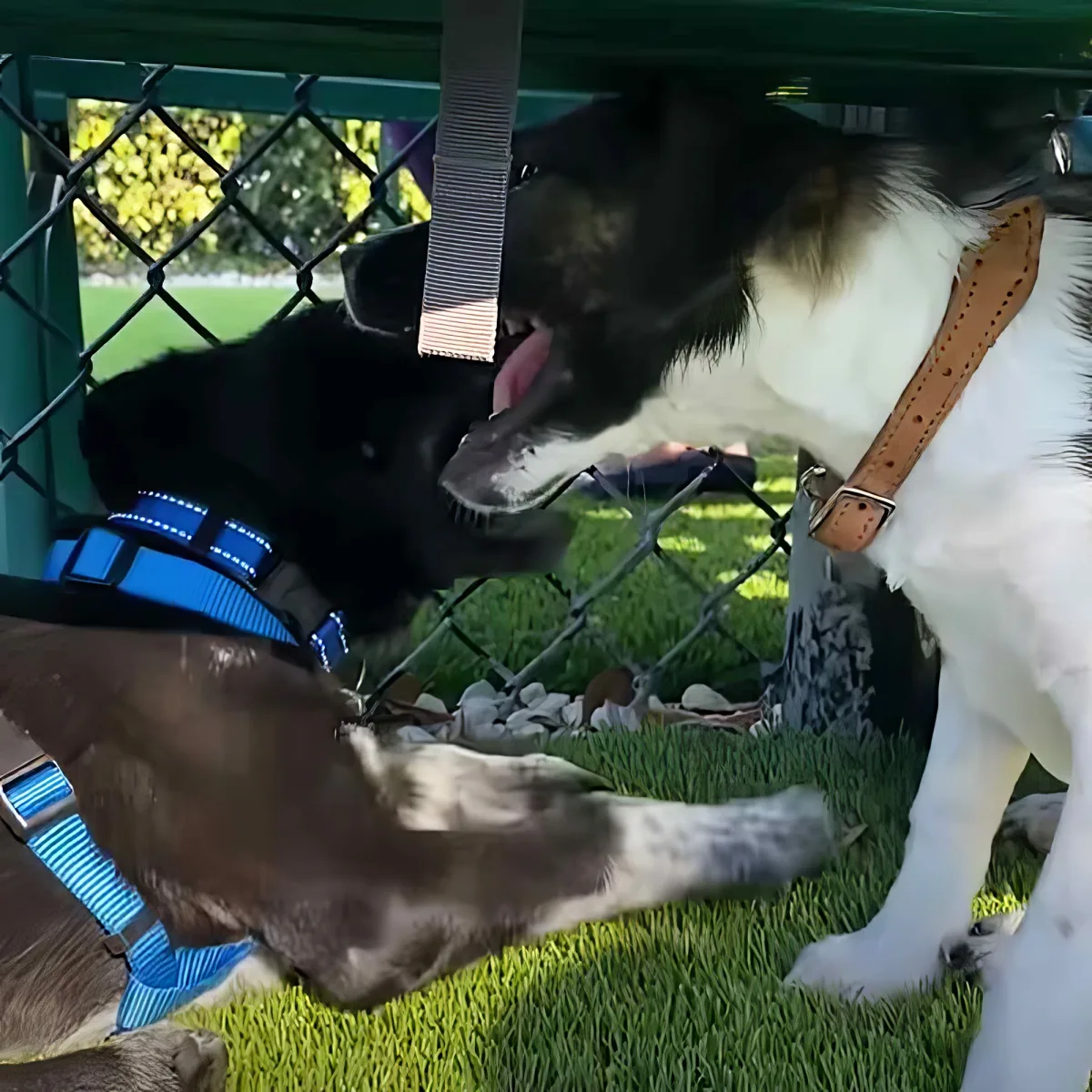 Two dogs, one in a blue harness, interact near a fence, with one showing its teeth.