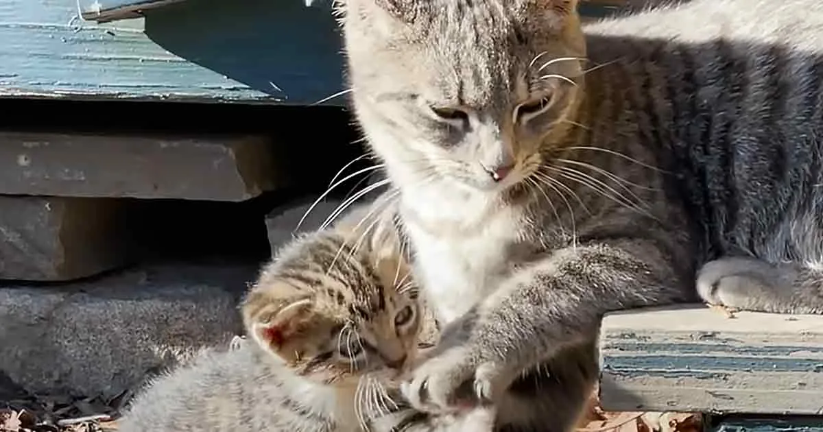 A cat and a kitten are cuddling on a wooden surface, both with closed eyes, appearing relaxed and content.