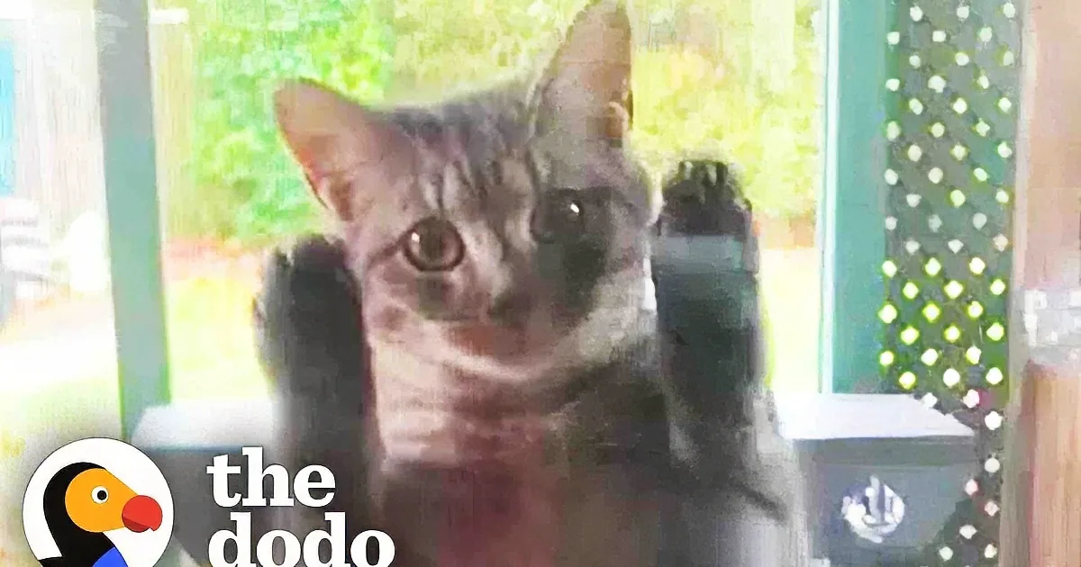 Pregnant Mama Cat Comes to Family's Door in Hopes of a Home