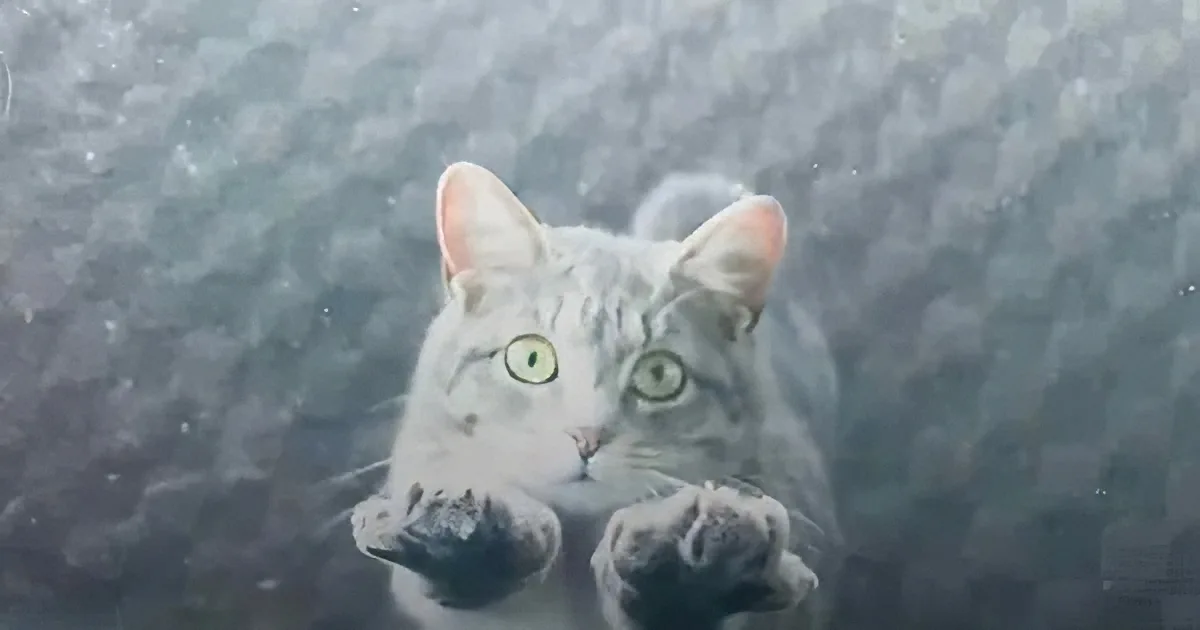 A curious gray tabby cat with striking green eyes and pink ears is reaching up towards the camera.