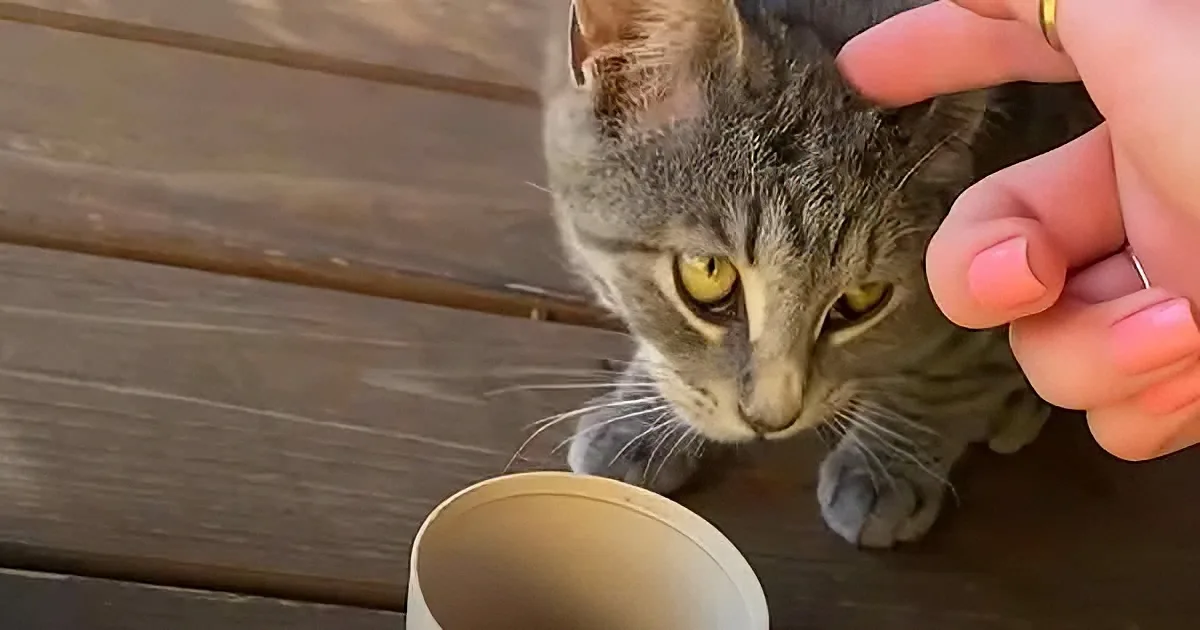 A gray tabby cat with yellow eyes is being petted by a hand, looking at a white bowl.