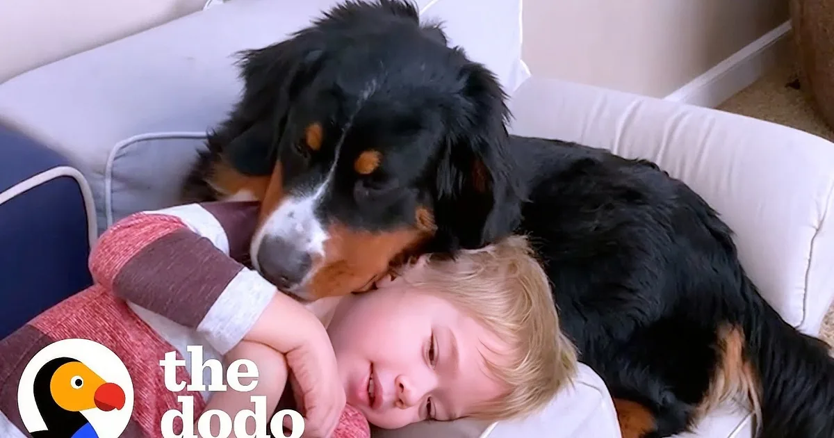 A child sleeps peacefully on a couch, cuddled by a large, black and brown dog.