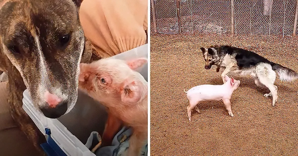 Little Piglet Can't Walk -- so He Teaches Himself to Run!