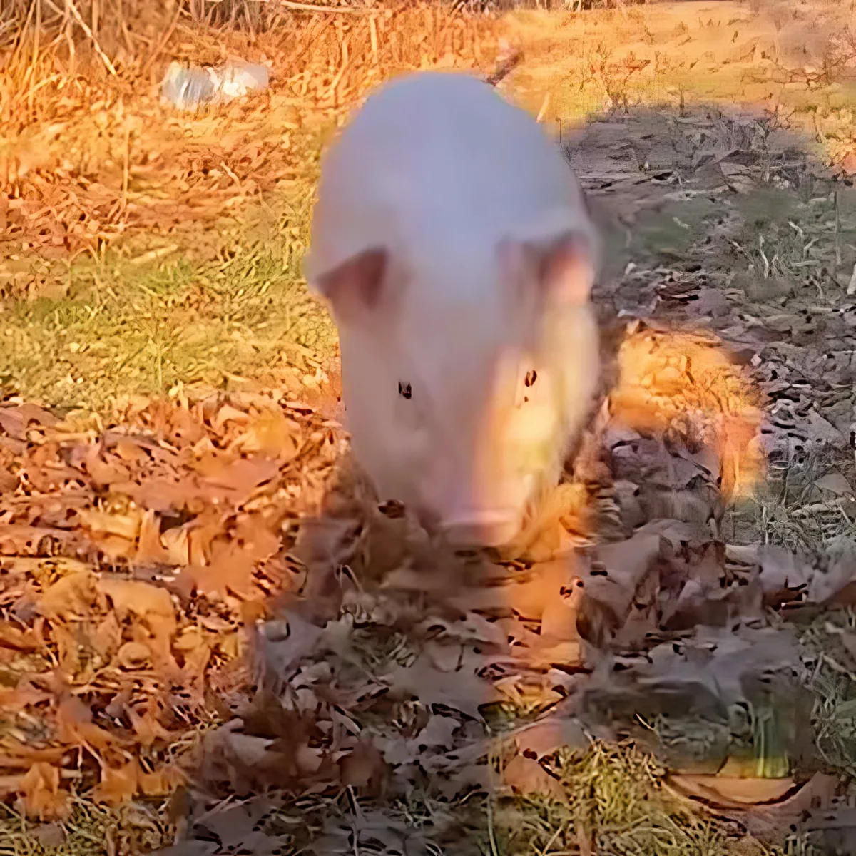 A pig is standing in a muddy puddle surrounded by fallen leaves and grass.