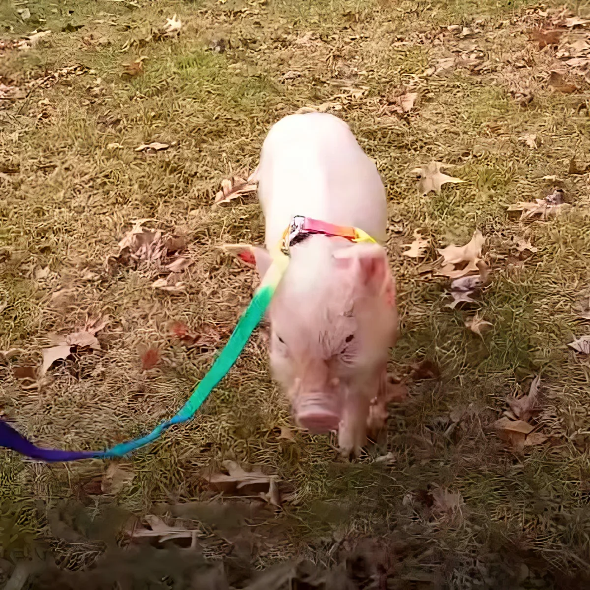 A pig wearing a colorful harness walks on grass with scattered leaves.