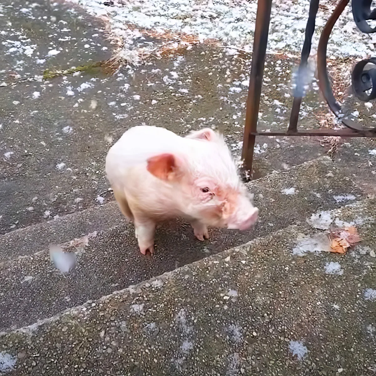A small pig stands on a snowy concrete surface near a metal structure.