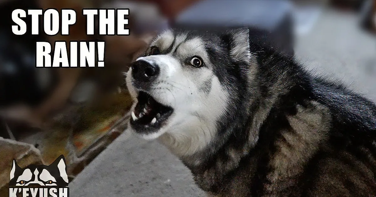 Hilarious Husky Needs to Go out - but It's Raining