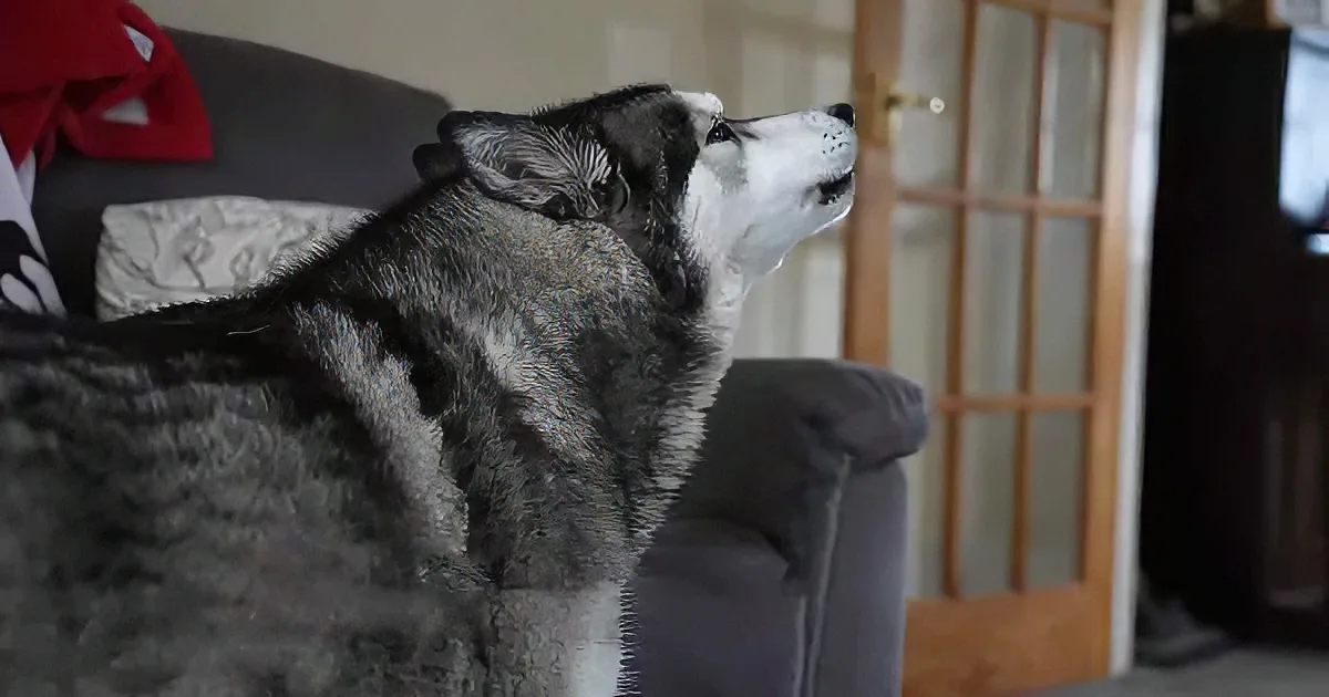 A husky dog sits on a couch, looking up and to the right, with a red blanket in the background.
