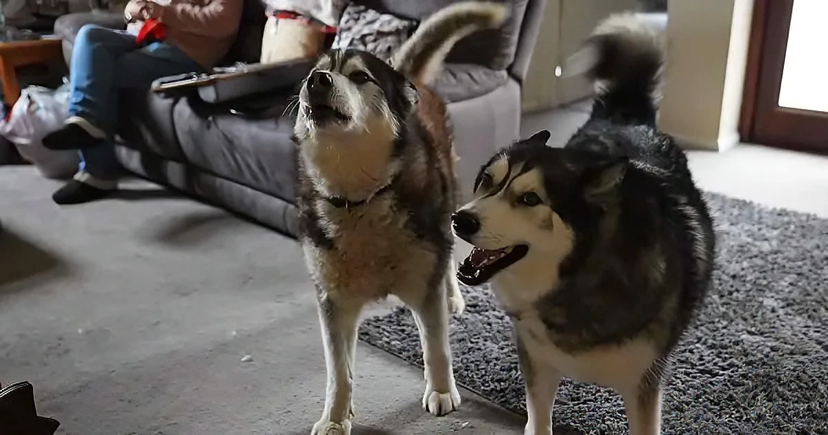 Two huskies, one standing and barking, the other sitting, in a cozy living room with a person on a couch in the background.