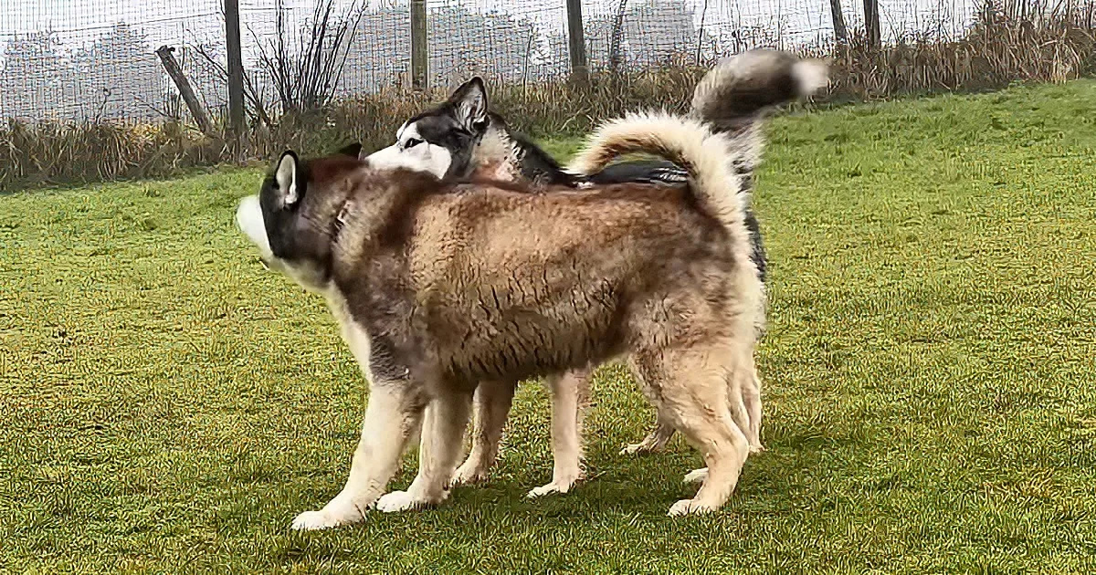 Two huskies stand on grass, one wagging tail, both facing left, in a fenced outdoor area.