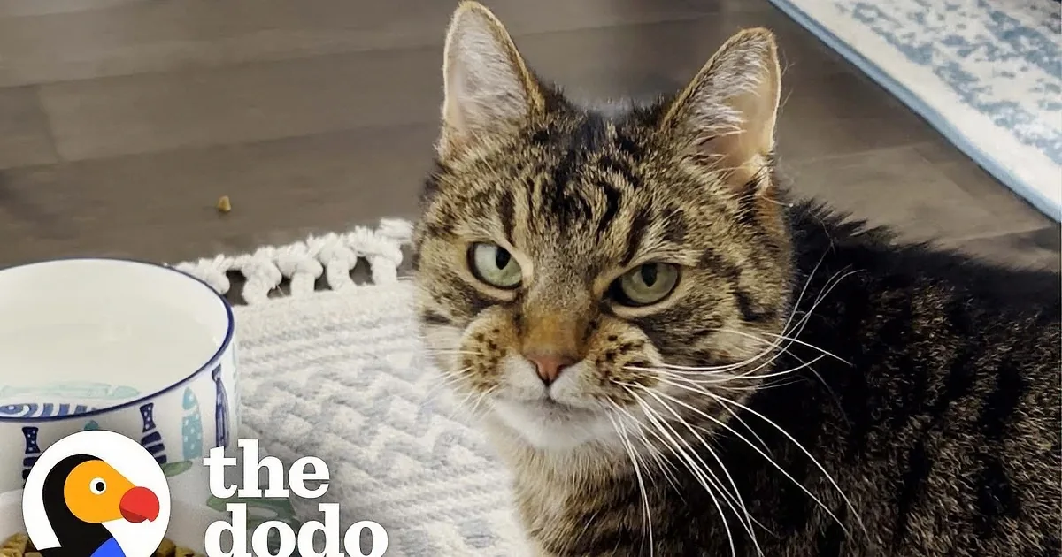 Adorably Spoiled Senior Kitty Only Eats When She's Being Pet
