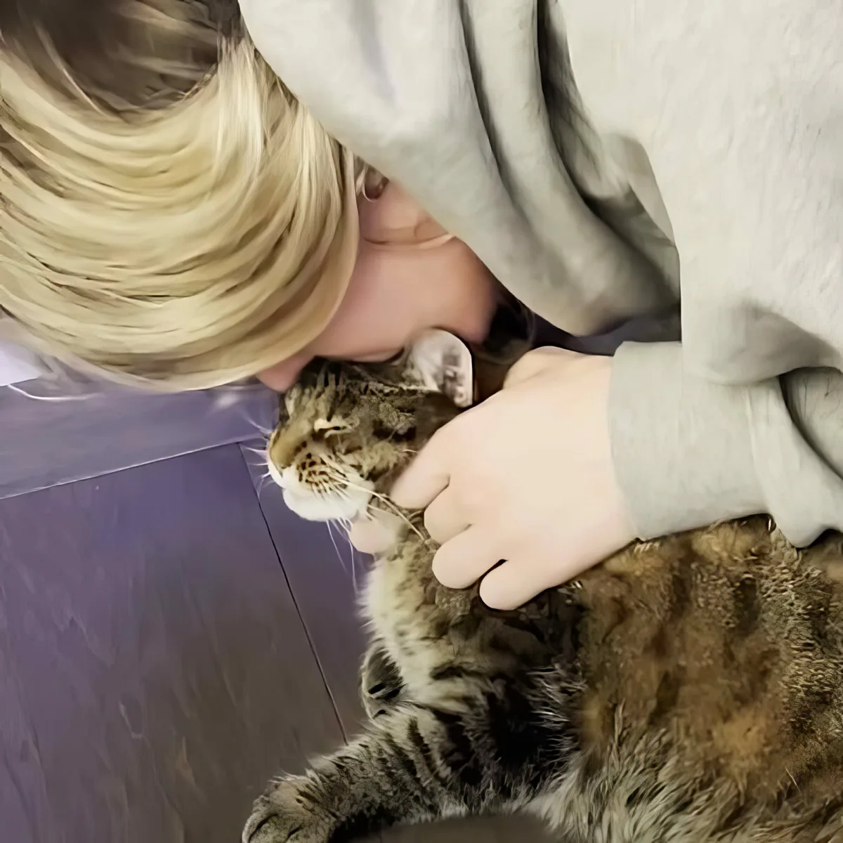 A person pets a relaxed tabby cat lying on a purple surface.