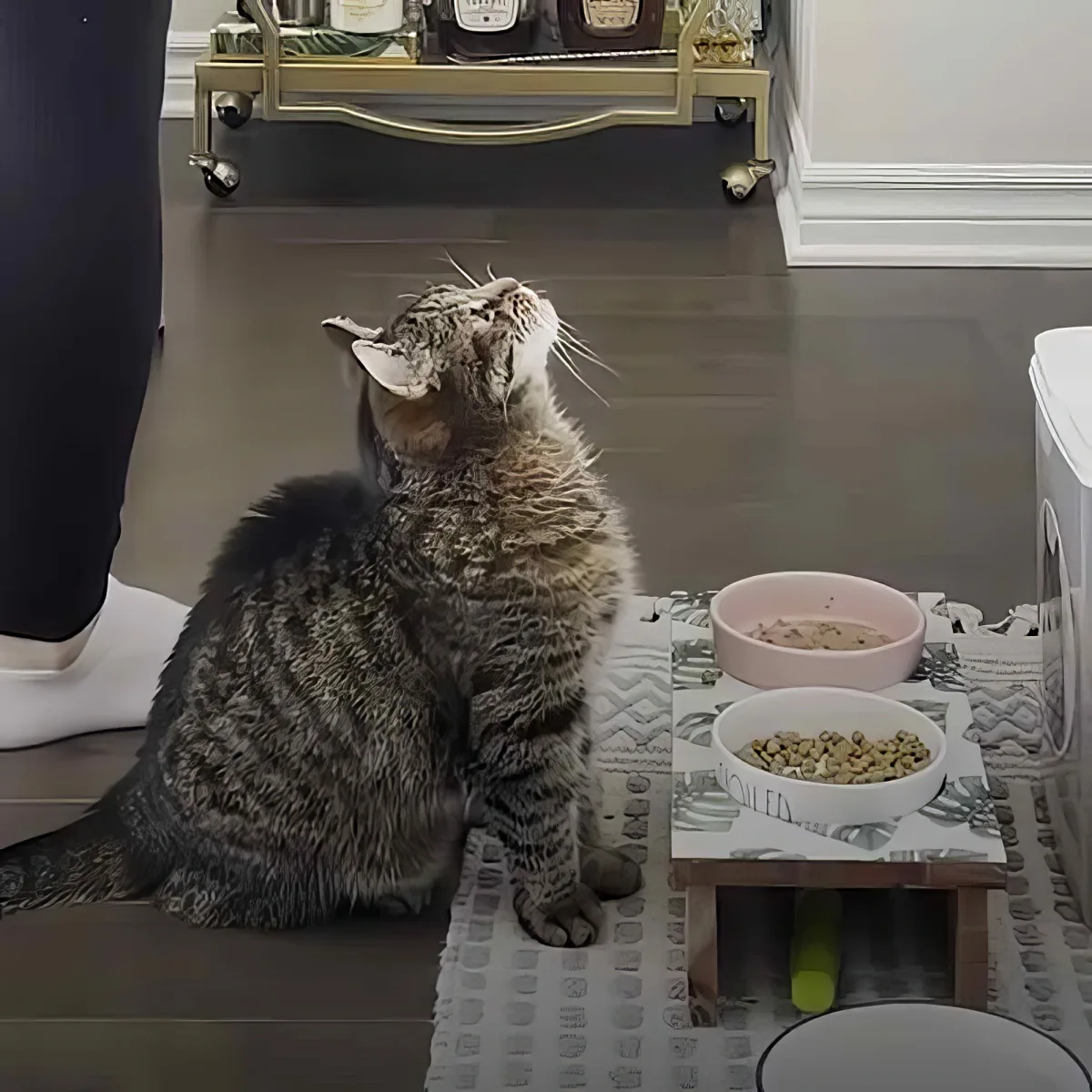 A tabby cat sits on a rug, looking up at someone, with food bowls nearby.