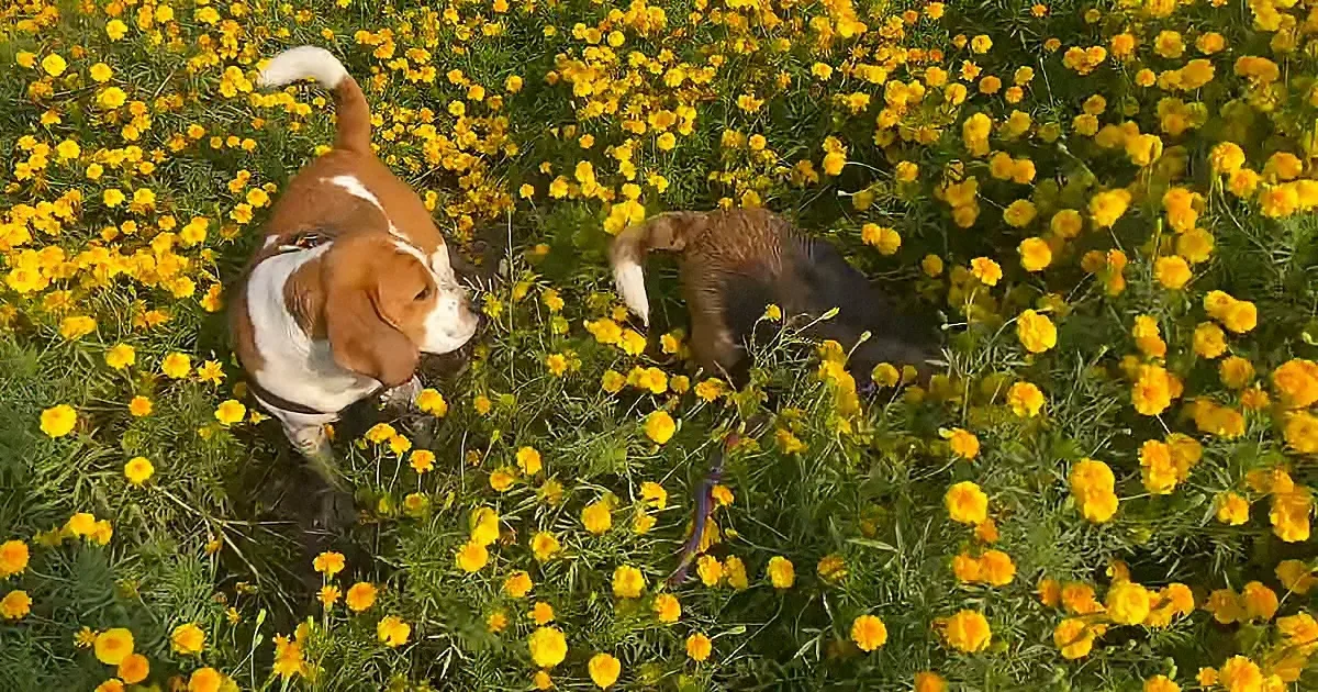 A beagle dog and a brown dog are sniffing and exploring a field of bright yellow flowers.