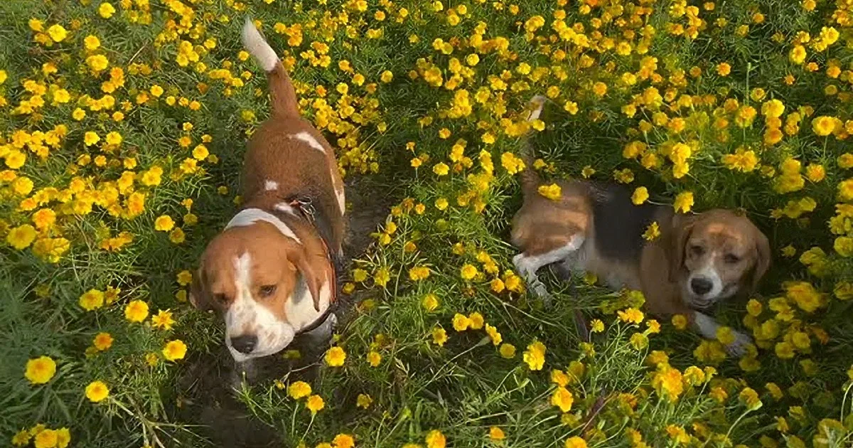 Busy Beagles Playing Like Children in a Field of Flowers