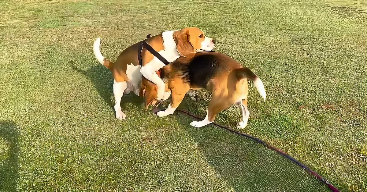 Two Beagles are playfully wrestling on a grassy field, one wearing a harness.
