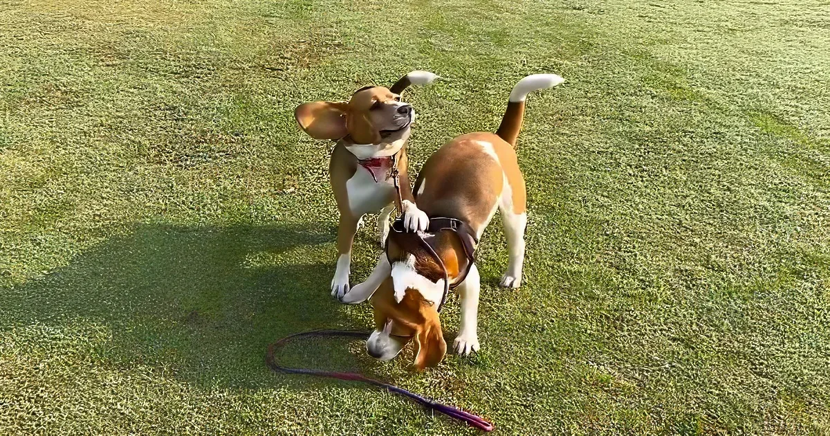 Two brown and white dogs playfully interact on a grassy field, one holding the leash of the other.