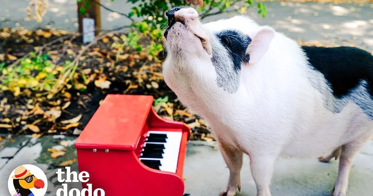 Everybody's Talking About 'Pickles' the Pig and His Brother, 'Dill'