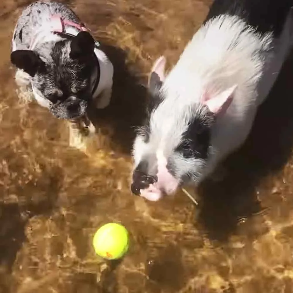 Two black-and-white pigs are in water, one holding a stick, another looking at a yellow ball.