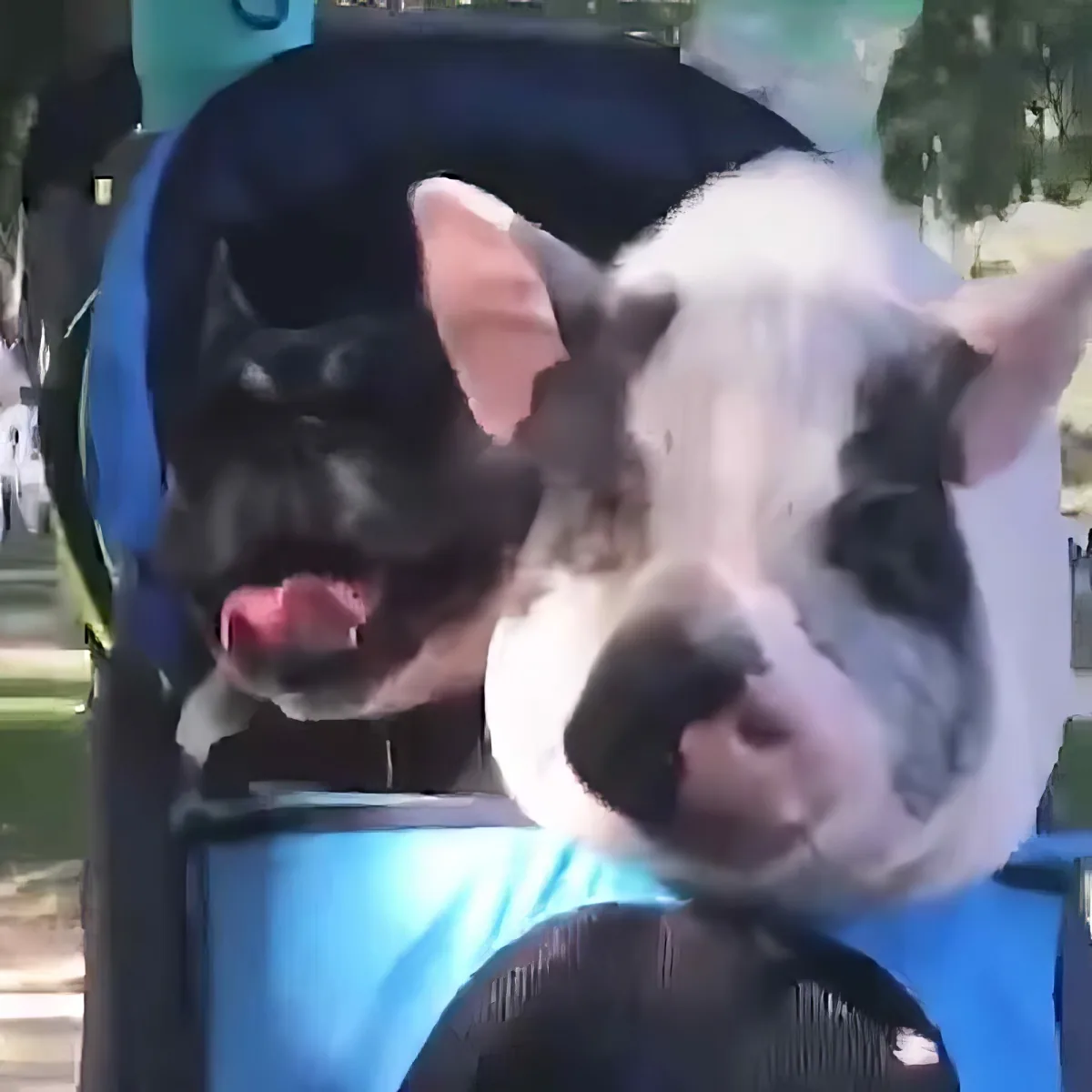 Two dogs, one white and one black, are looking out from a blue backpack, with the white dog's face prominently in the...
