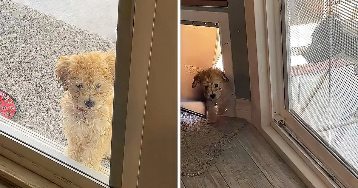 Patient Big Sister Dog Teaches Little Sister How to Use Doggy Door