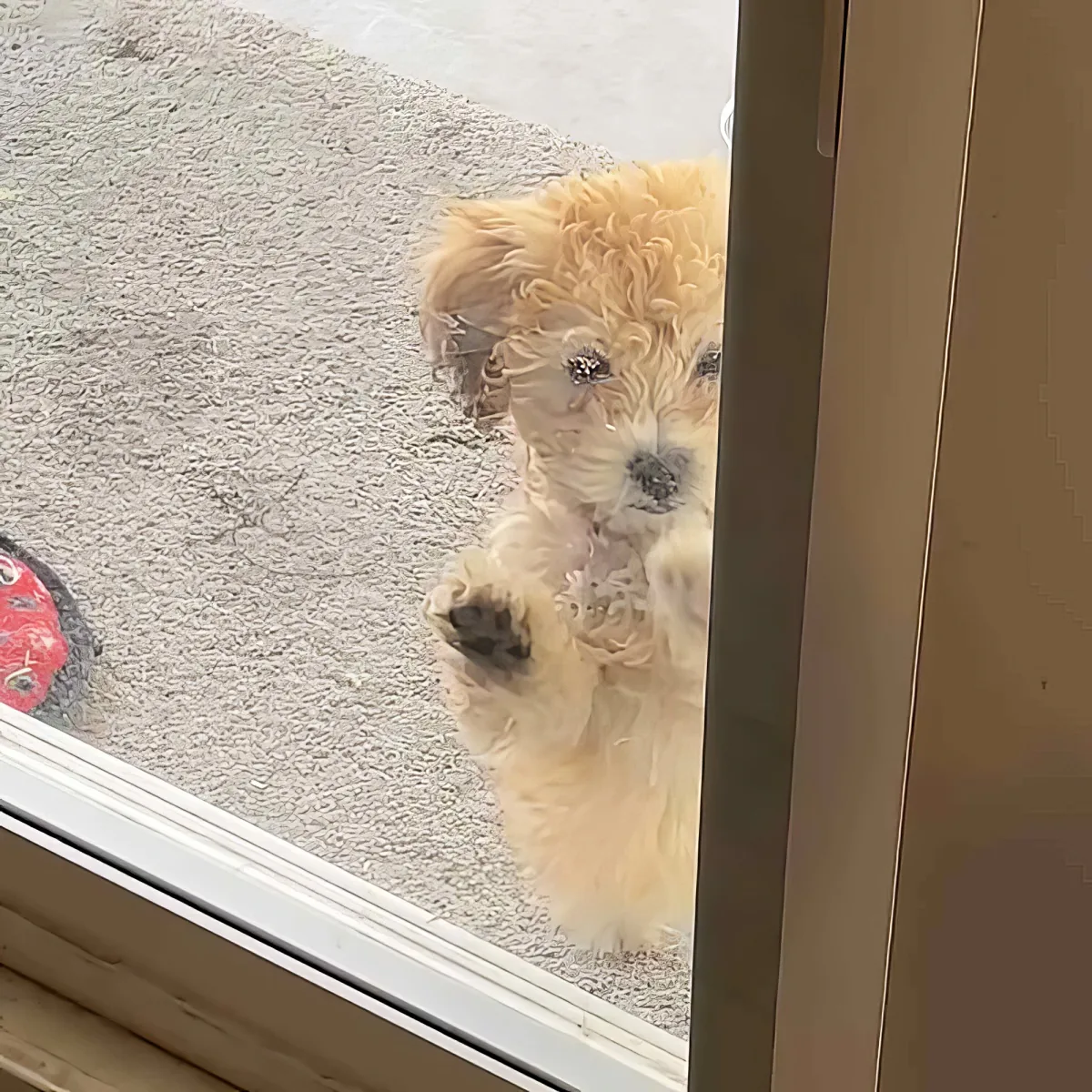 A fluffy, light-colored puppy with a black nose looks through a glass door, standing on its hind legs.