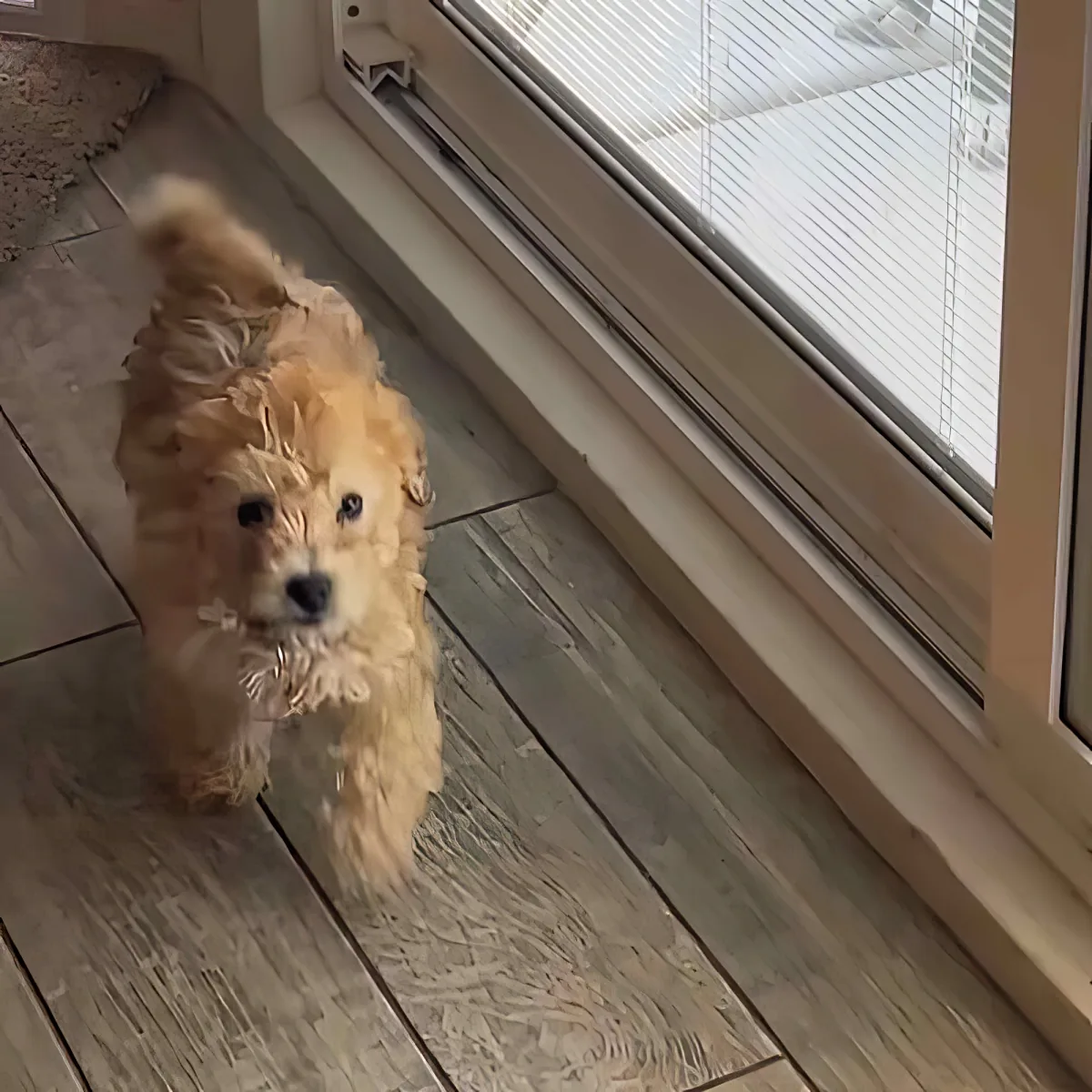A fluffy, wet dog sits on a wooden floor near a window with blinds.