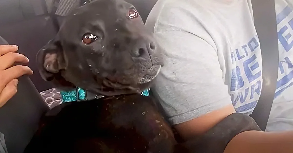 Pregnant mama Pitbull