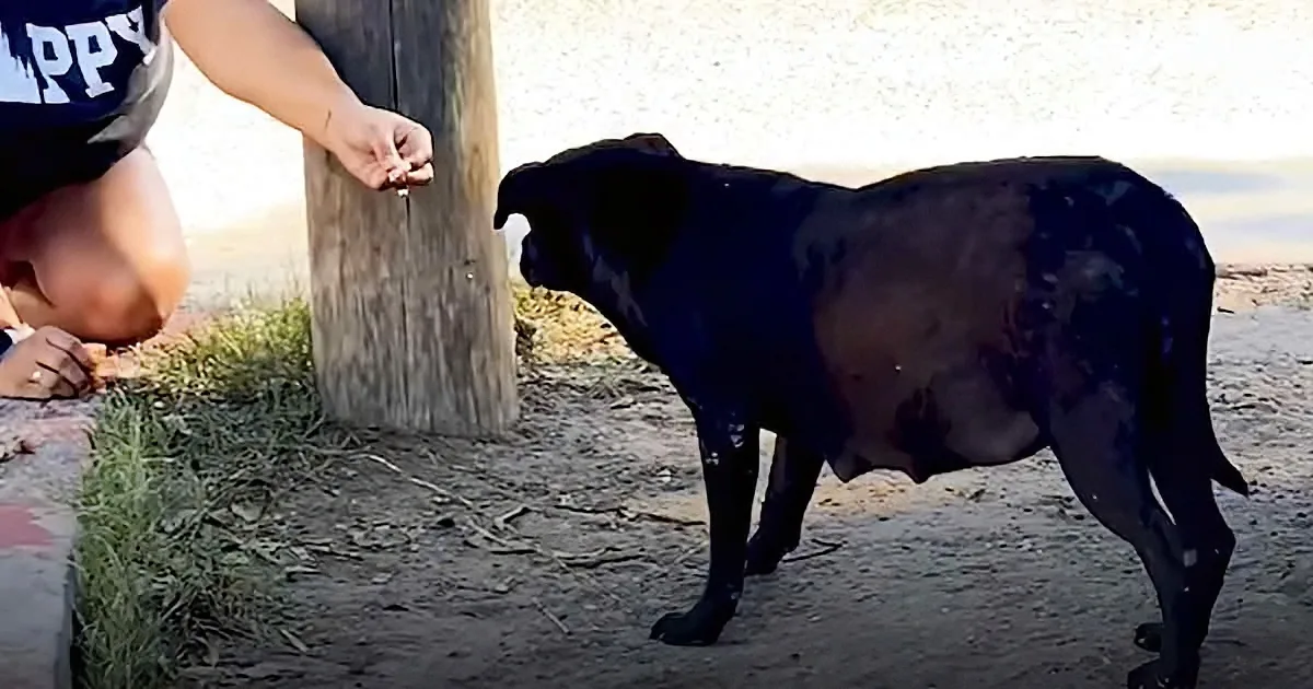 Pregnant mama Pitbull