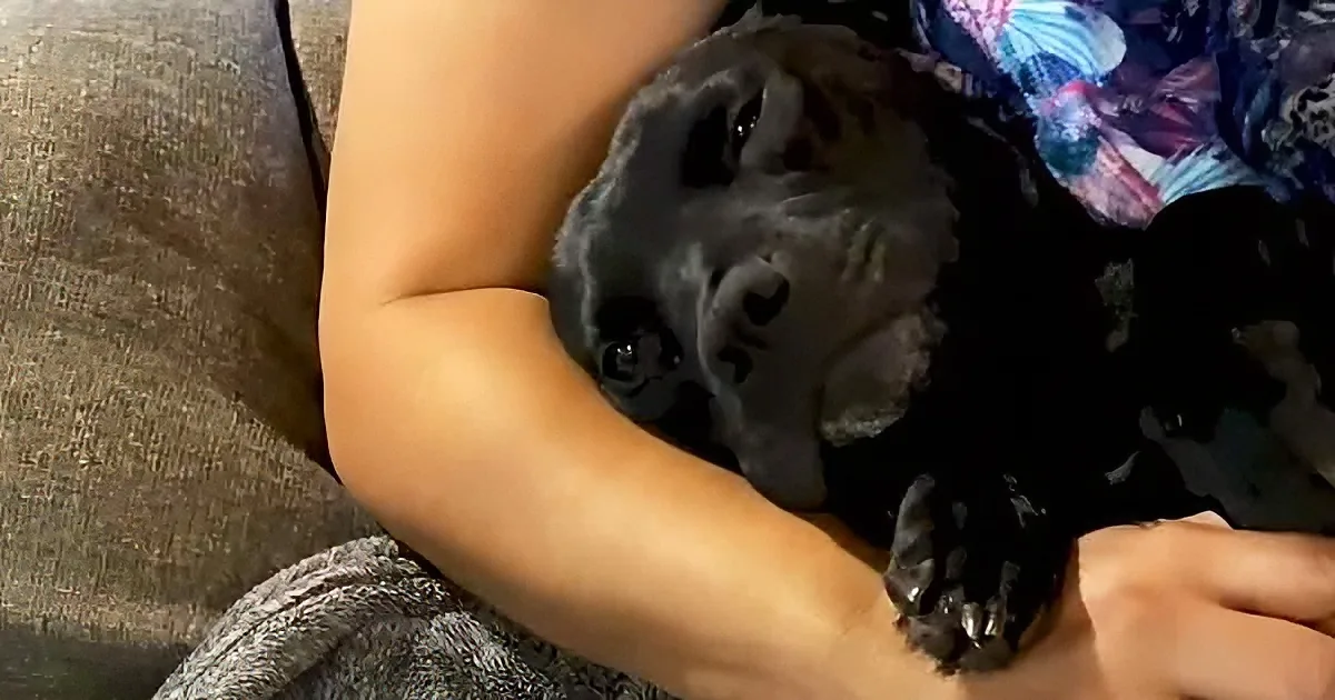 Woman Rescues Mama Pitbull Just Before She Delivers 9 Puppies