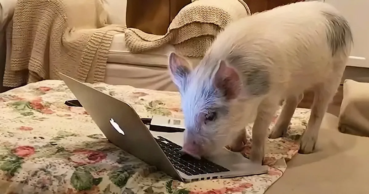A pig is curiously sniffing a laptop on a floral-patterned bedspread.