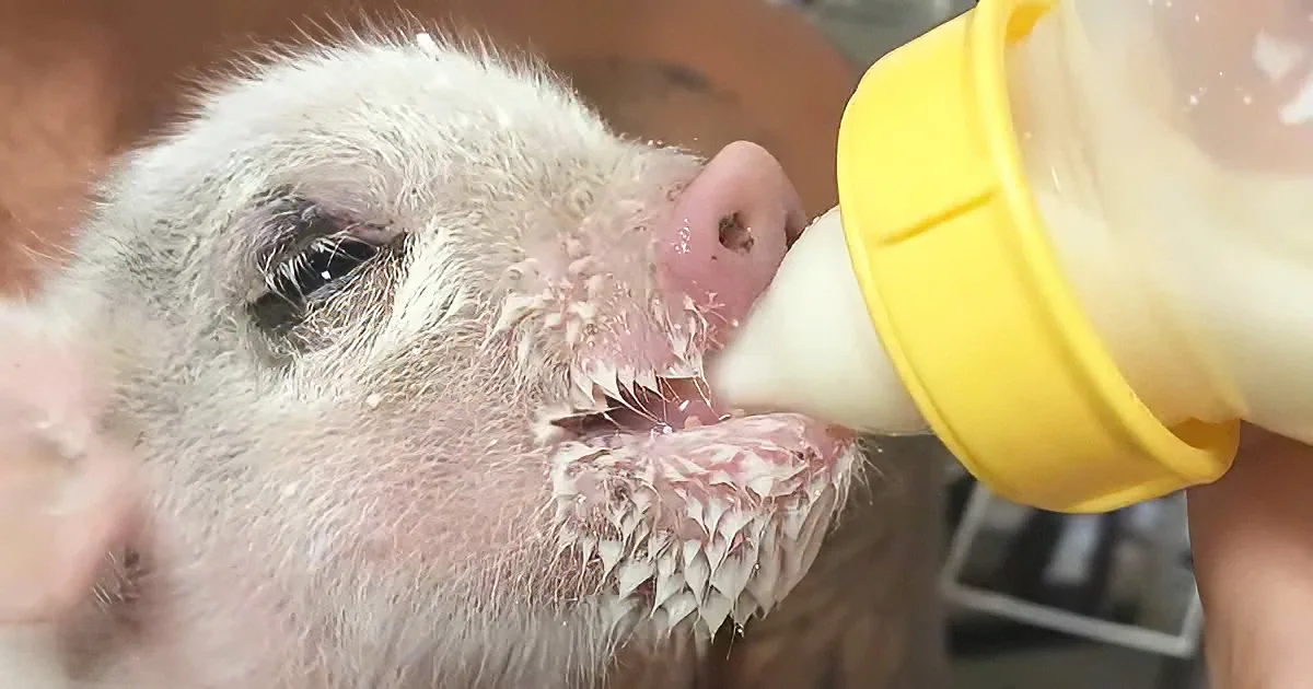Tiniest Piglet Found on Freeway Gets 'Milk Drunk' at Rescuer's Home