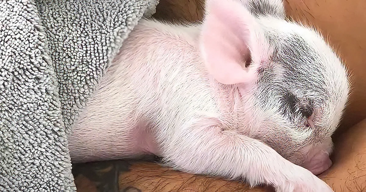 A small piglet with pink and white fur is sleeping peacefully on a soft, textured surface.