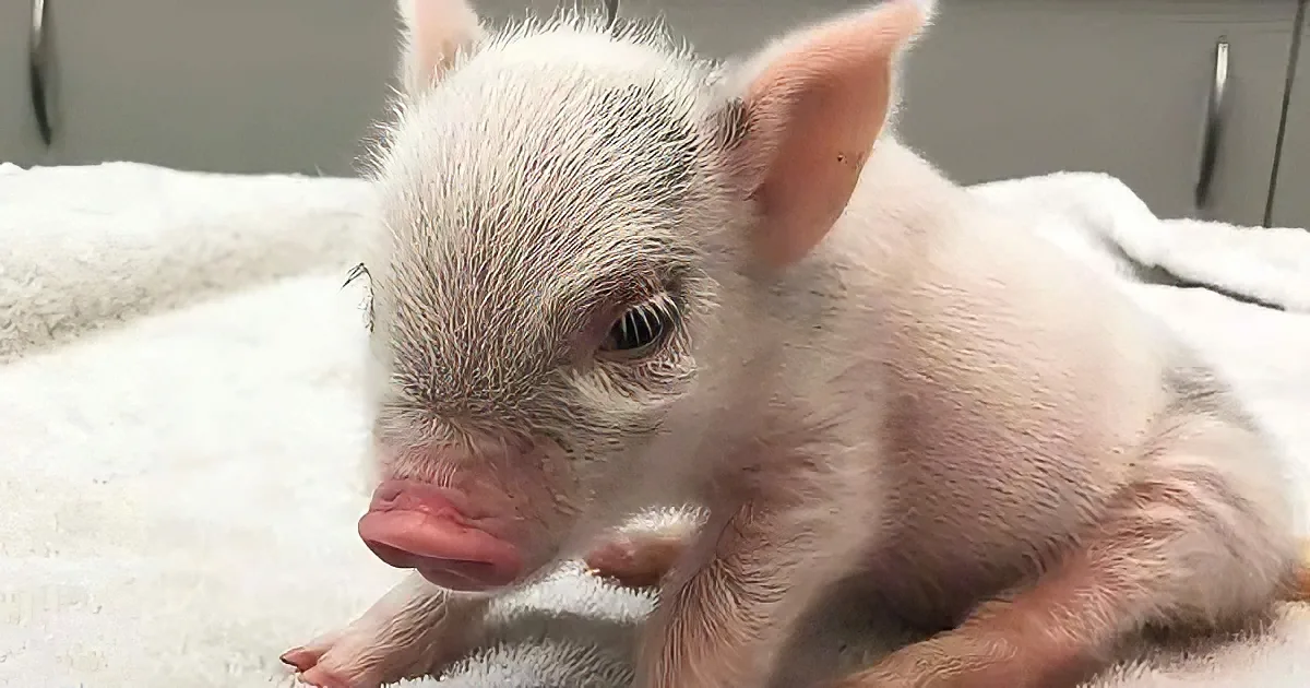 A small, pink piglet with a fluffy coat rests on a white towel, looking slightly to the side.