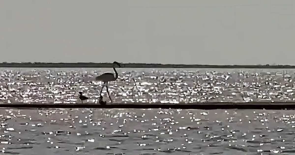 A flamingo stands gracefully in shimmering water, with another bird nearby, under a clear sky.