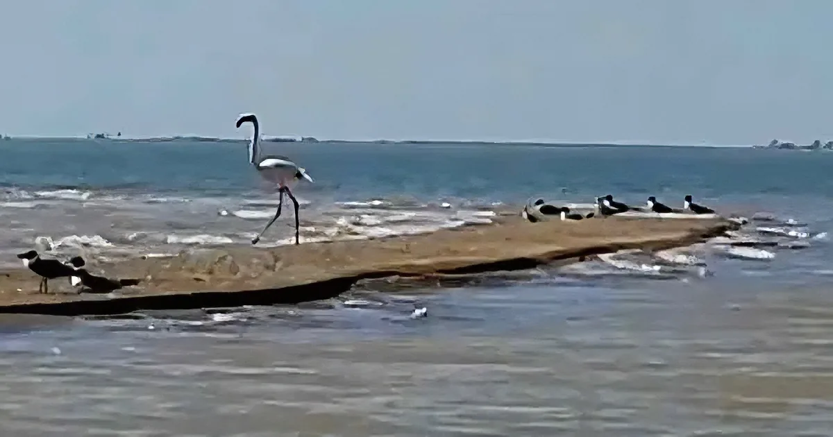 A flamingo stands on a sandbar, surrounded by water and birds, with a distant shoreline and clear sky in the background.