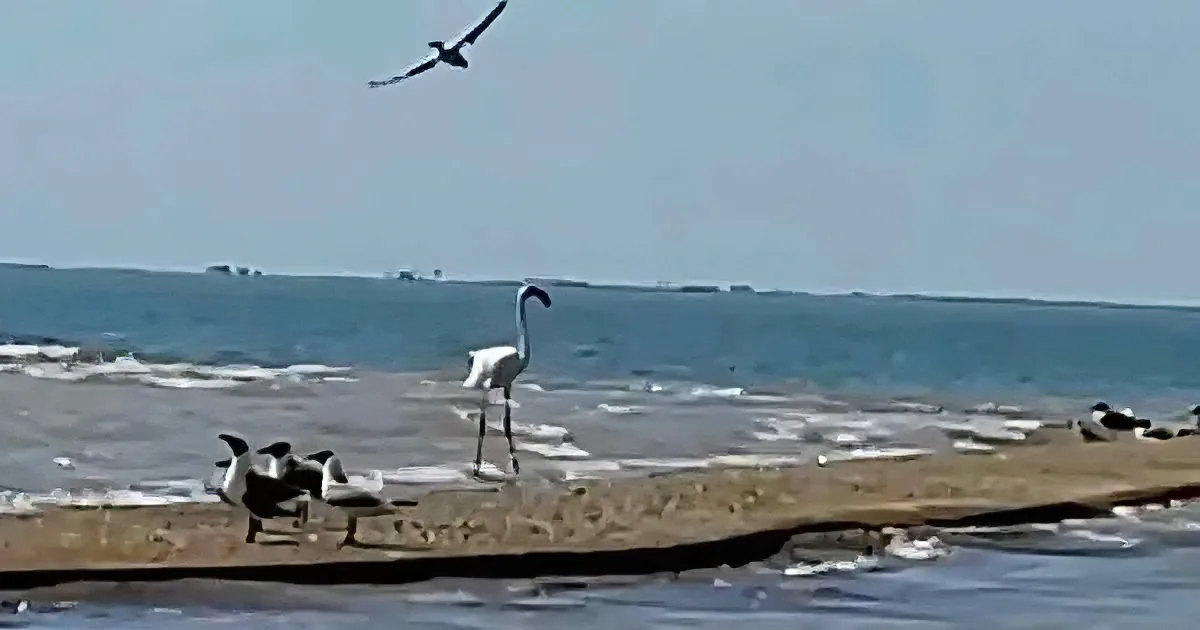 A flamingo stands on a sandy beach, surrounded by seagulls, with a bird flying overhead and the ocean in the background.